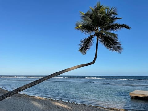 A palm Tree you will love to take pictures of Playa Juan Dolio