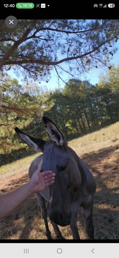 summer, outdoor activity, outdoor, pet a donkey