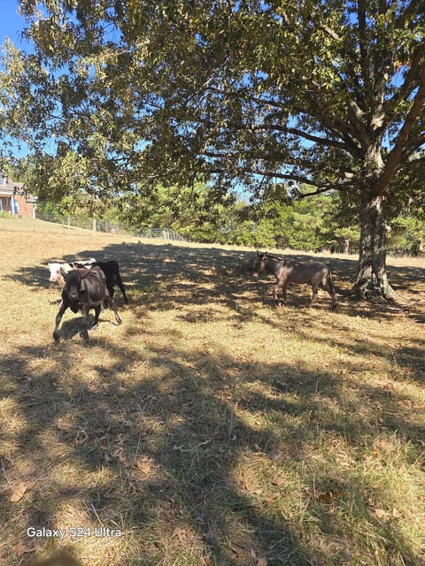 Family Hobby Farm image 20