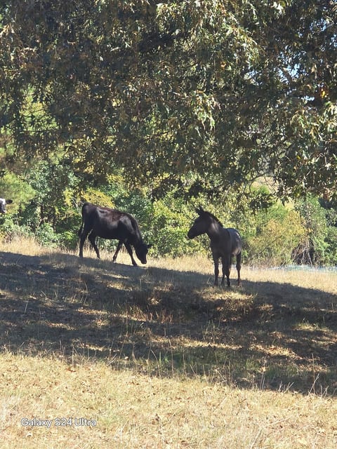 Family Hobby Farm image 16