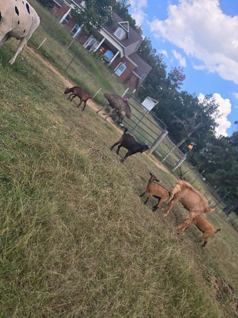 campground, fishing pond/fire animals image 2