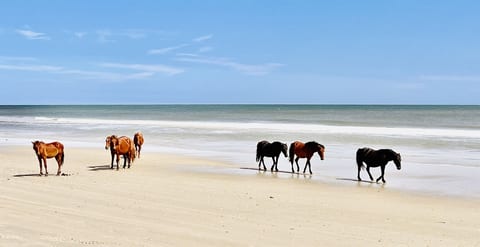 Wild horses of corolla.
