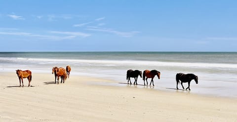 Wild Horses