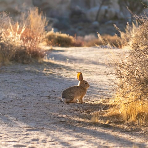Wild life that hangs out on property