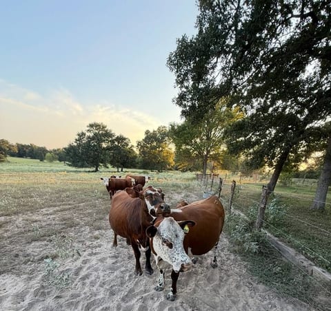 Farmhouse oasis on the outskirts, TAMU short drive