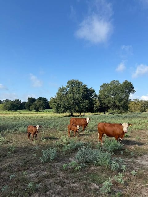 Farmhouse oasis on the outskirts, TAMU short drive