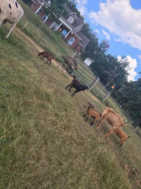 campground, fishing pond/fire animals