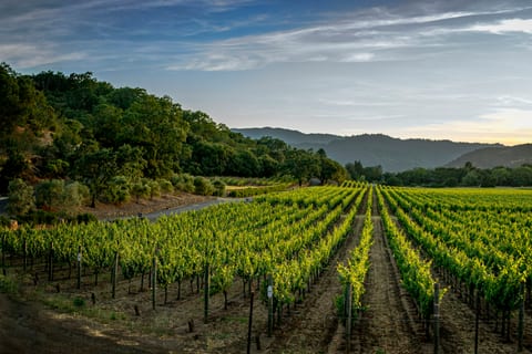 Hollow Farm — Vineyard Estate with Pool