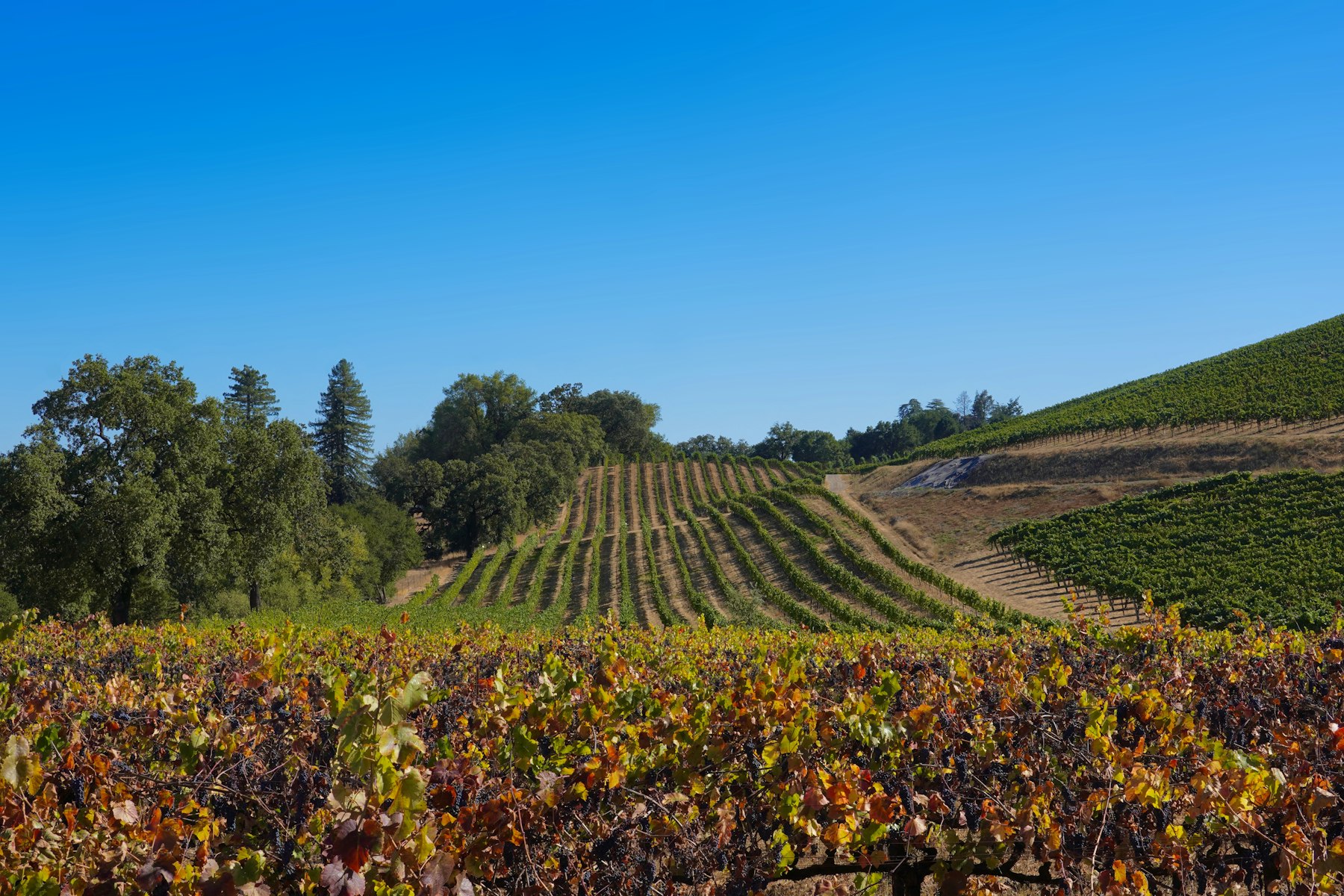 Hollow Farm — Vineyard Estate with Pool — photo 4