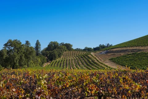 Hollow Farm — Vineyard Estate with Pool