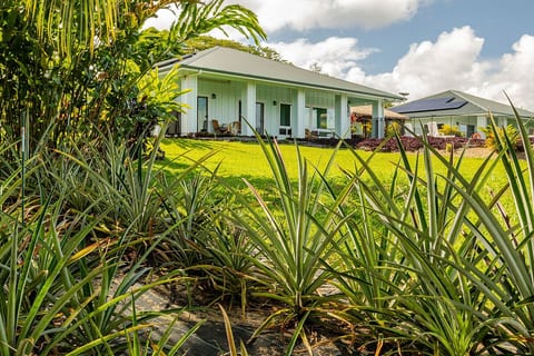 View of Houses from Sugarloaf Pineapple area. We have 150 sugarloaf pineapples in this area -- all in various stages of fruiting. Pineapples take 18 months to grow and ripen. When you pick one, save the top area that you cut off as we replant them!