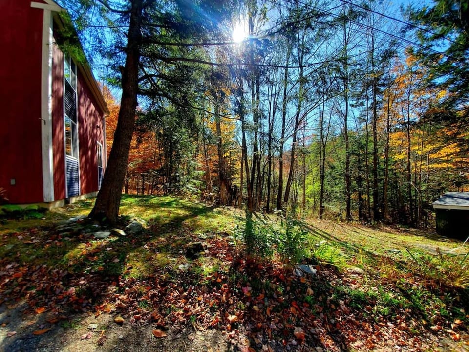 Woods view