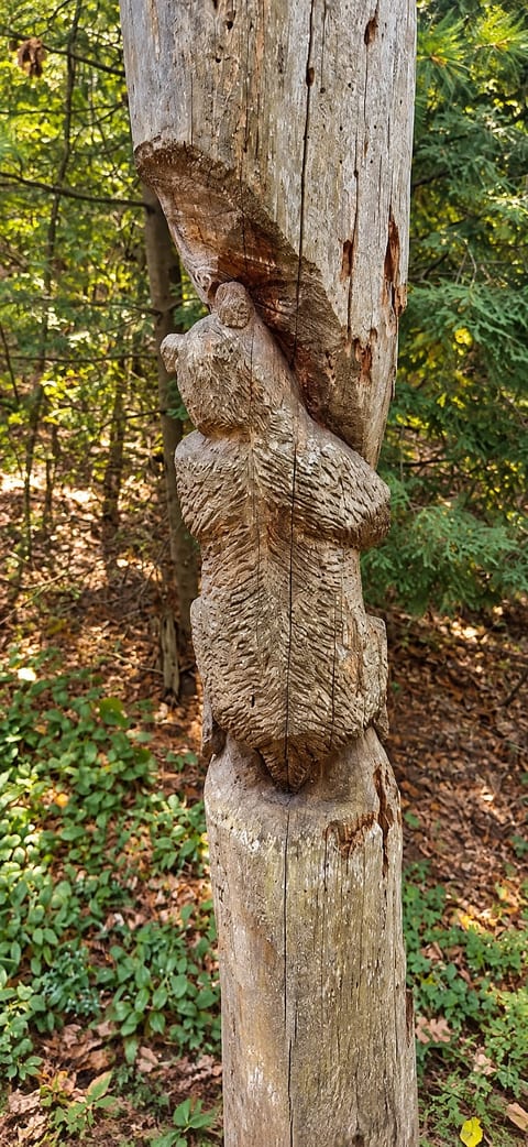 Outside artists have made carvings into our trees