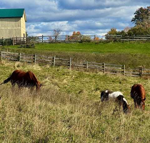 Peaceful pasture views with grazing horses and classic country charm