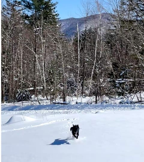Our dog playing in the snow