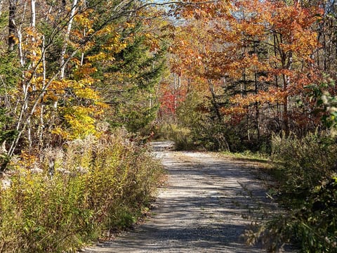 Wooded driveway