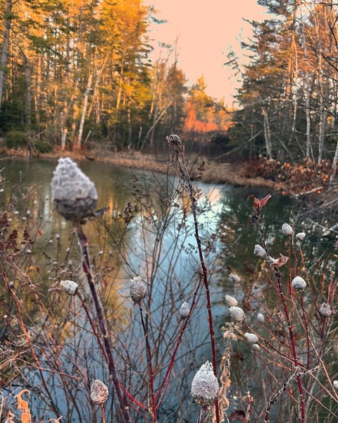 Beaver Pond in Autumn