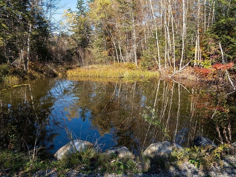 Our property includes 17 acres of woodland and a small beaver pond.