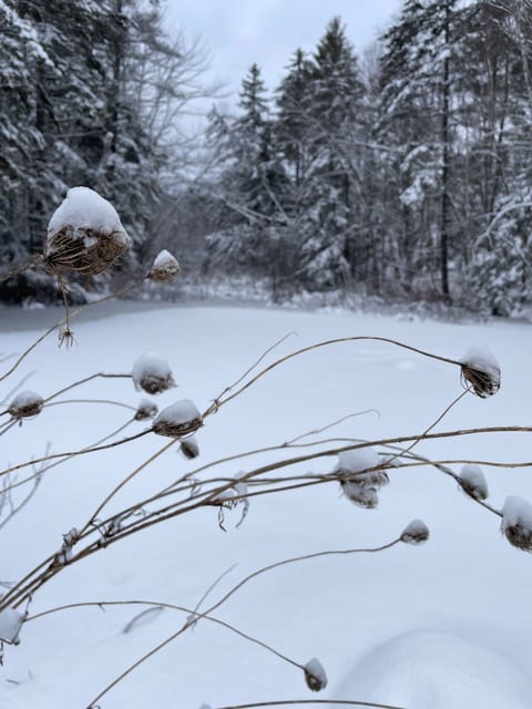 Pond after a recent snowfall