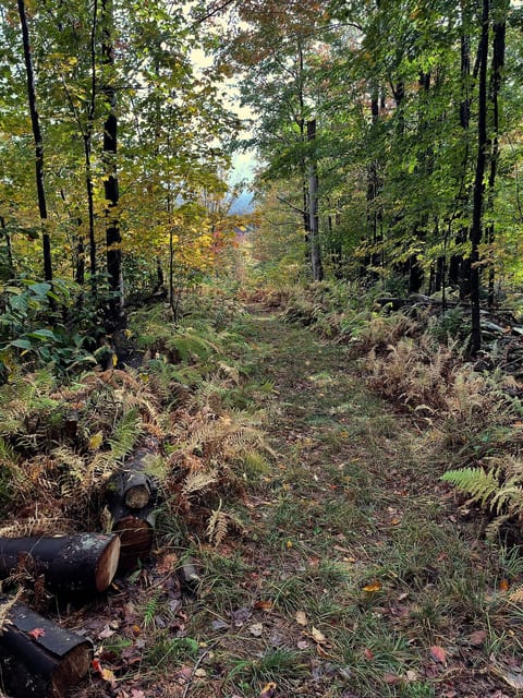 An old logging road runs along the edge of the property.