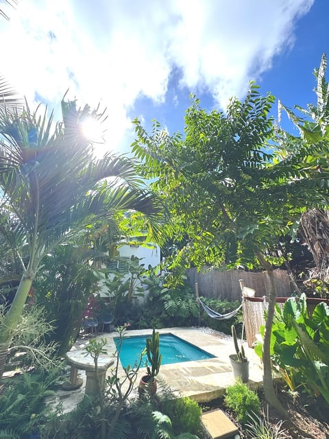 Our beautiful garden has numerous plants and fruit tress including avocados, hibiscus, coconuts, figs, acerola, guava and more.