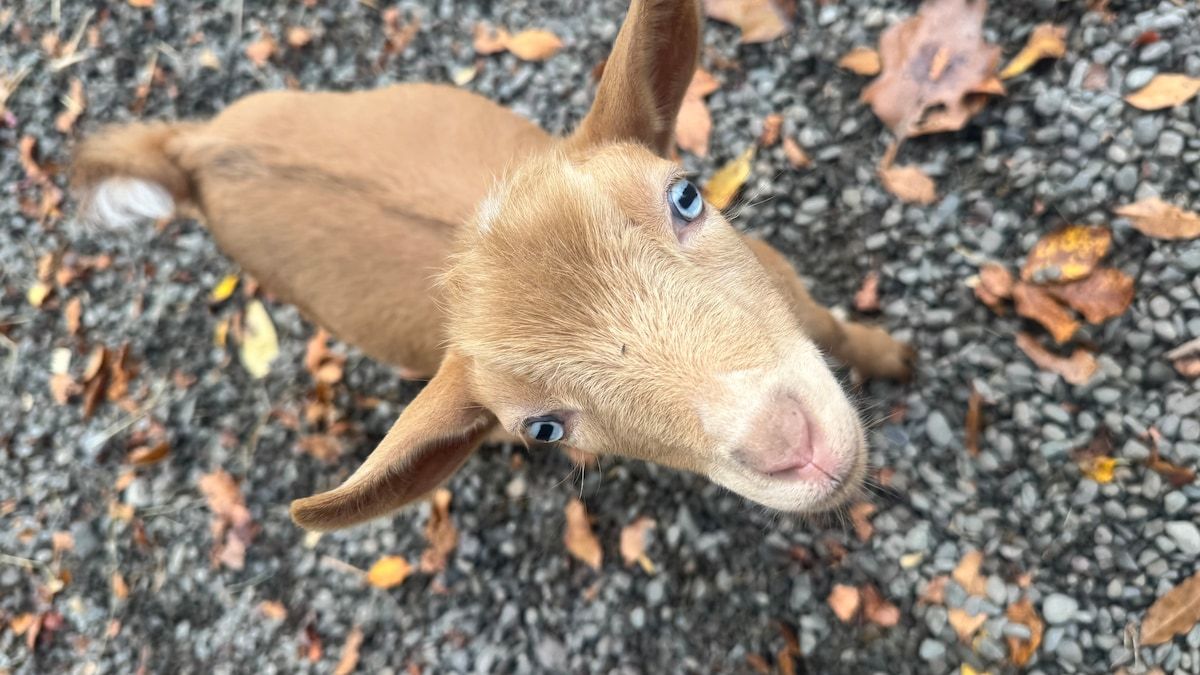 Baby Goats and Blue skies: A Micro Farm Stay