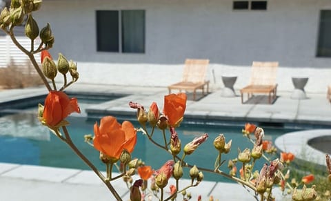 Jackrabbit ~ Pool+Spa, King Beds, Gazebo, Fenced