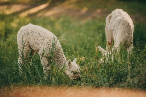 Tiny Cabin Retreat w/Hot Tub & Alpacas Rescue