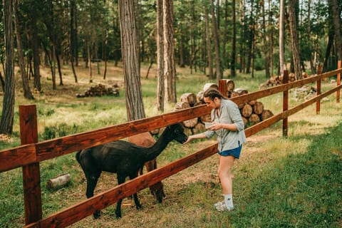 Sugar Pine Cabin | Tiny House