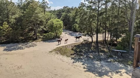 Horse neigh-bors going for a stroll
