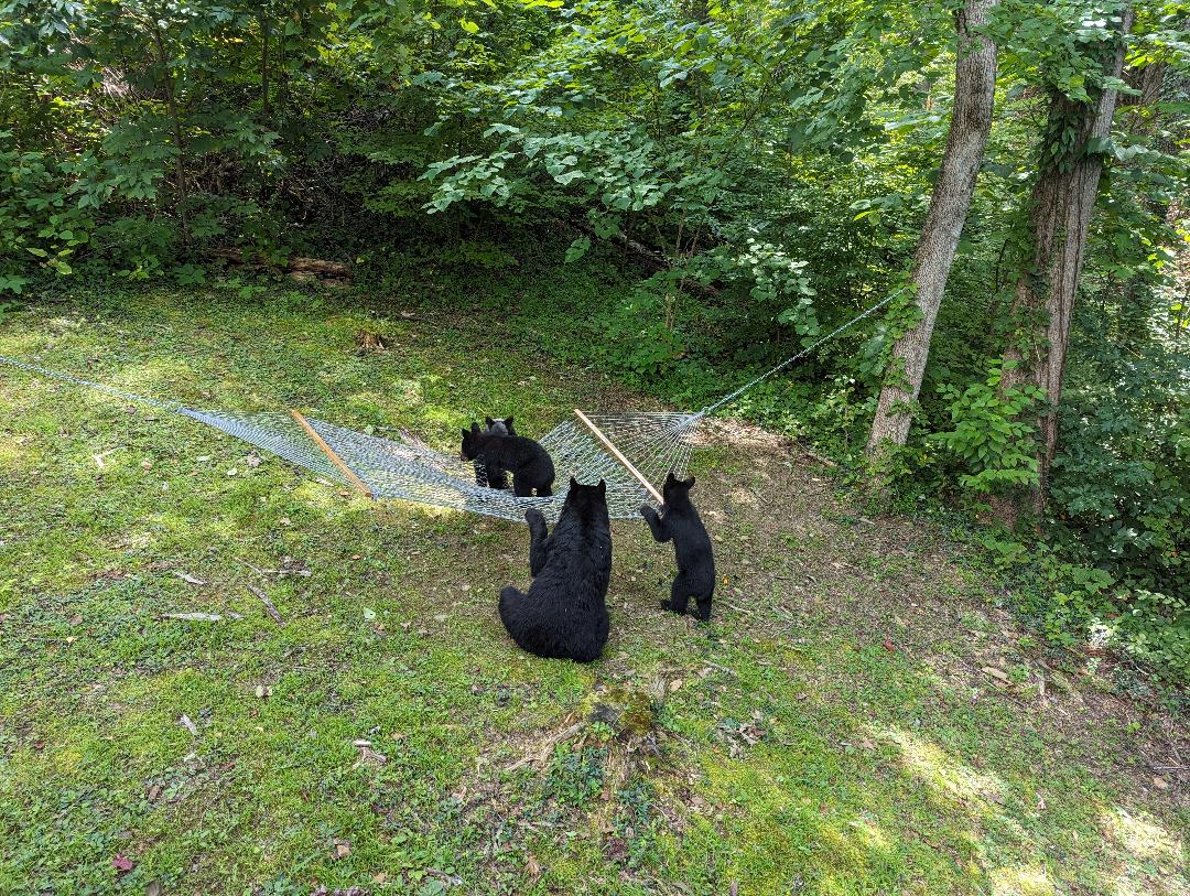 Guests Observing Family Play Day at the Chalet from a Safe/Enclosed Distance