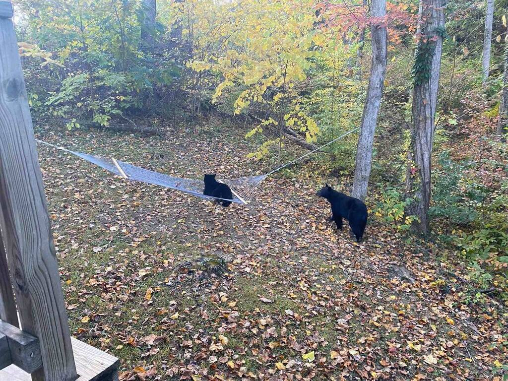 Enjoying Some Serenity In The Hammock {Photo Shared By Another Delighted Guest}