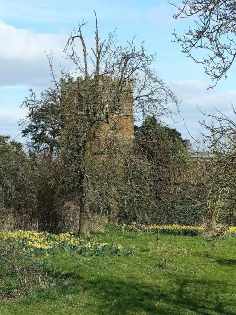 Springtime daffodils and the Norman village church