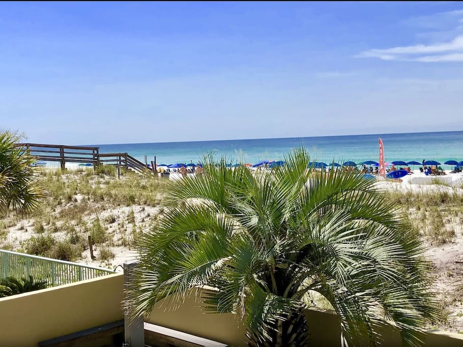 Beautiful Palm Tree and Awesome View