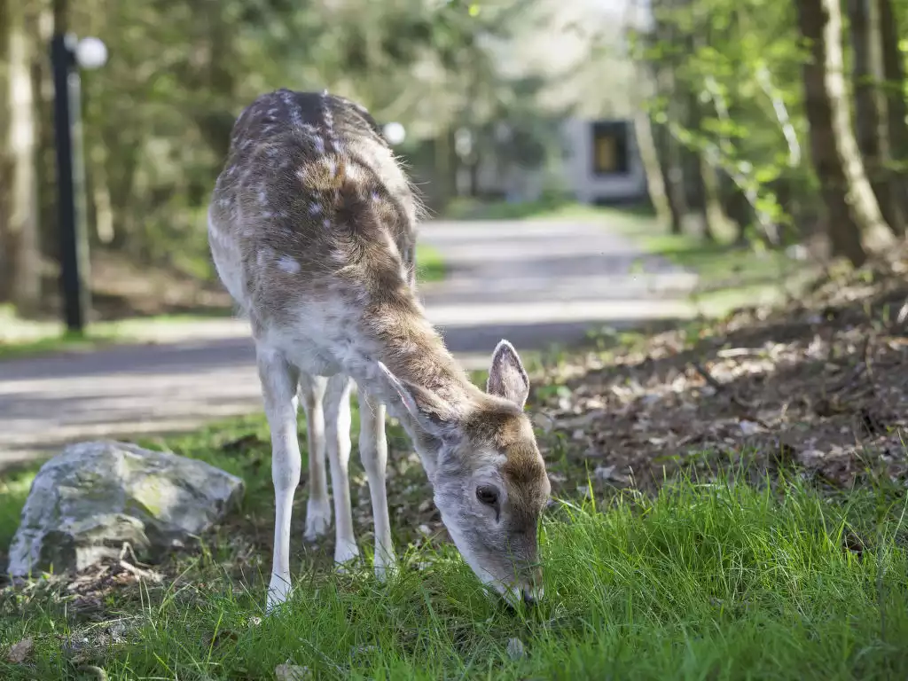 Center Parcs Het Meerdal - America