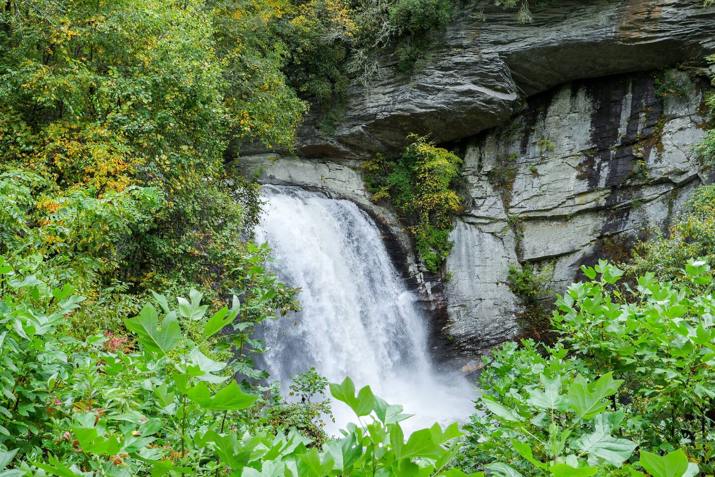 Waterfall with greenery surrounding it like a cover. - Chestnut Hill Retreat-Spacious-3 miles to Downtown - Asheville