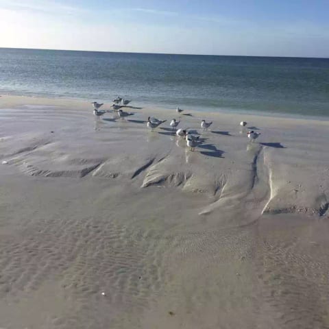 Frolicking birds