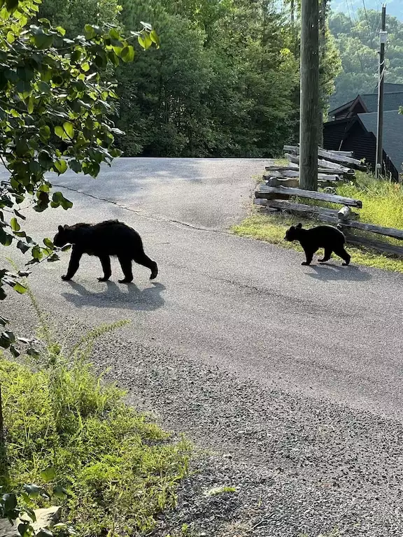You may spy a black bear family in the area! You may spy a black bear family in the area! - Closer to Heaven Cabin - Sevierville
