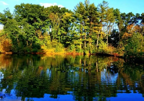 SwanSanctuaryCabin, a Carriage House located at SanctuaryoftheSwan.com an ECO micro nature reserve in Birdsboro PA . 4 WHOLE HOME Accommodations to choose from #hotels hotel #extendedstayhotel hotels near me airbnb vrbo #dogfriendly