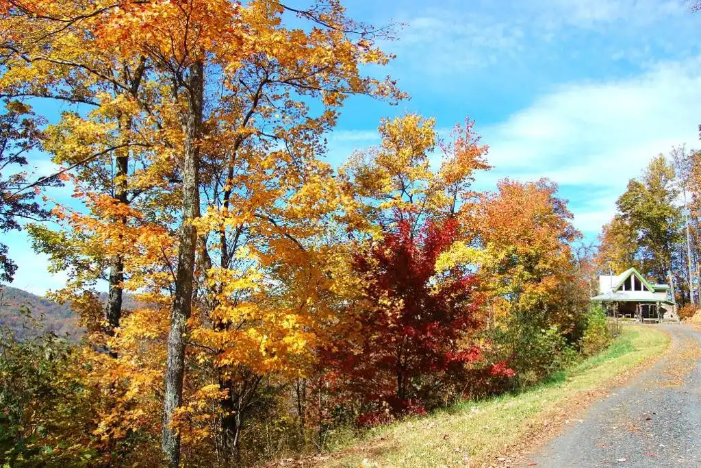 Fall Foilage at Hawks View House. Driveway approach to house - HAWKS VIEW HOUSE - Bakersville