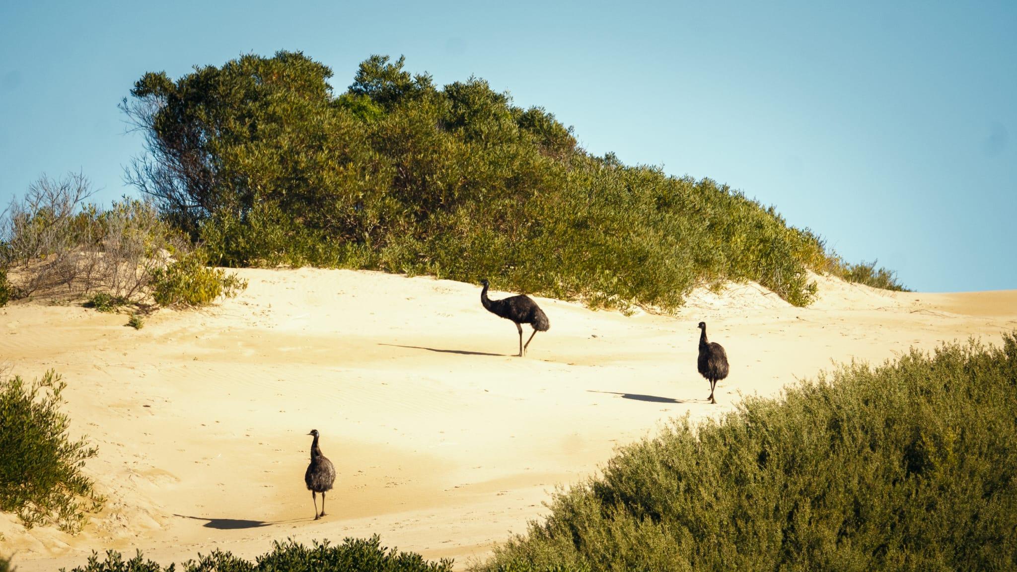 Driftwood Coastal Cottage ~Woodfire~Linen~The Prom - Walkerville