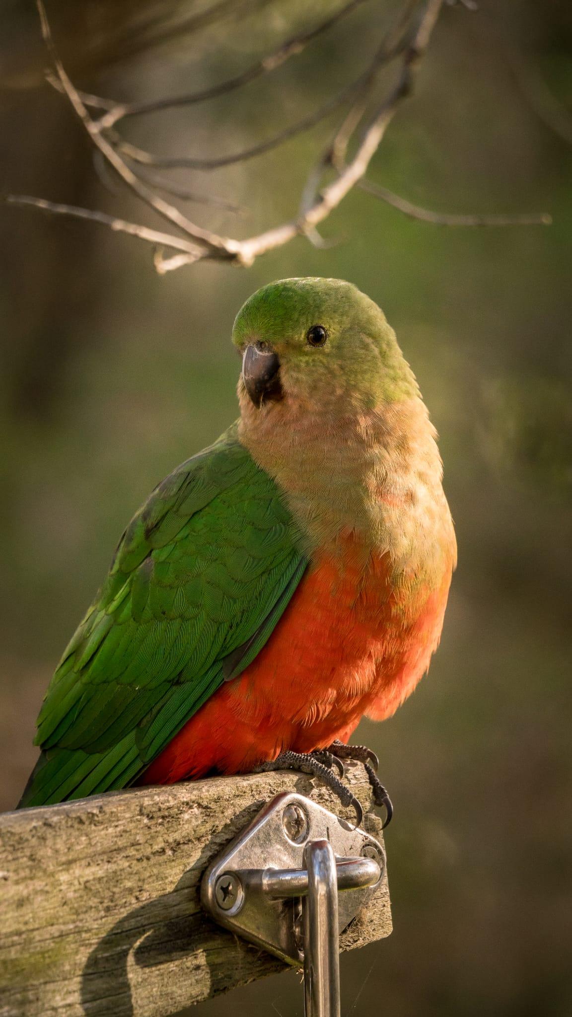 Driftwood Coastal Cottage ~Woodfire~Linen~The Prom - Walkerville