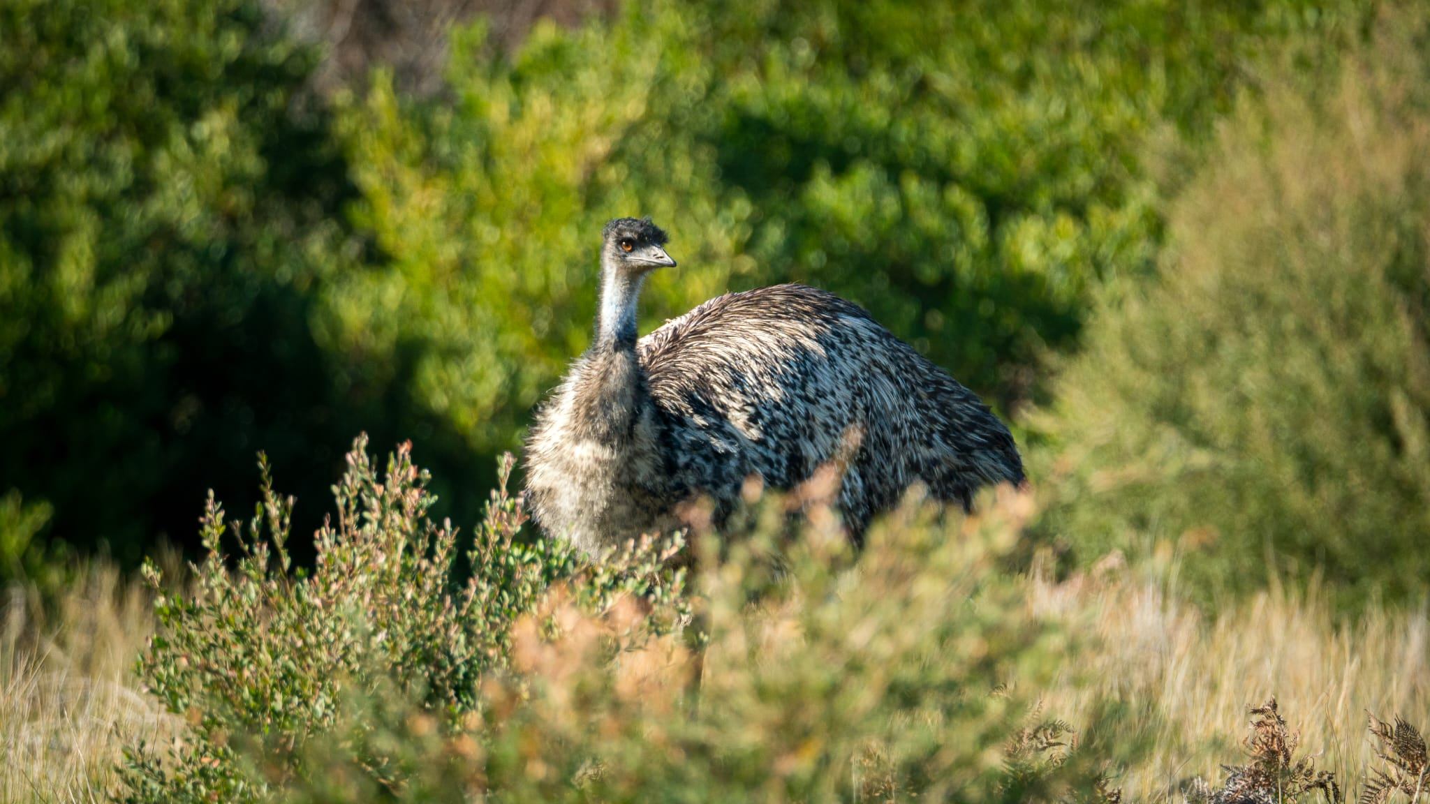 Driftwood Coastal Cottage ~Woodfire~Linen~The Prom - Walkerville