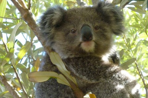 Resident koala.
