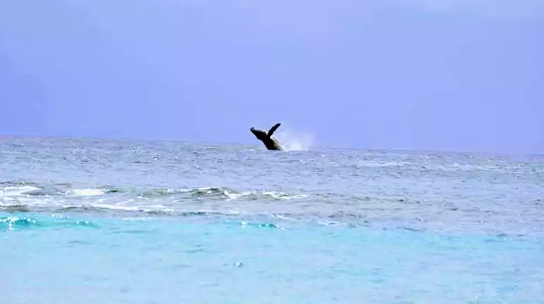Photo taken from our oceanfront lawn. Photo taken from our oceanfront lawn. - Annie's Surf Shack, Kahana Reef - Lahaina