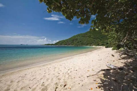 Sea Fans - Mahoe Bay