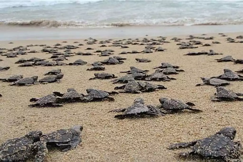 Maybe you can get lucky and witness the turtles hatching