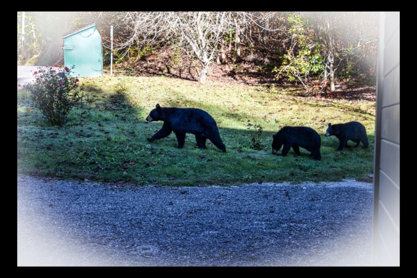 fireflies-and-moonshine/