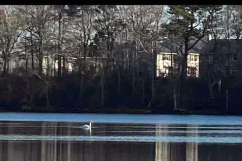 Swan Pond is located within 0.5 miles from the house or 10 minutes walk!