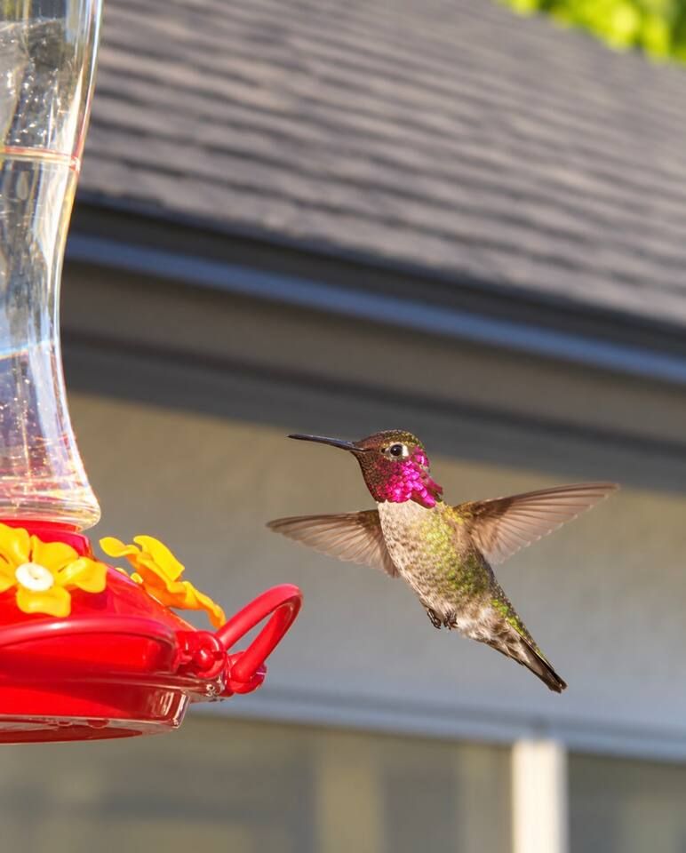 Lots of hummingbirds to entertain you! Stadium Oasis, Glendale, Arizona